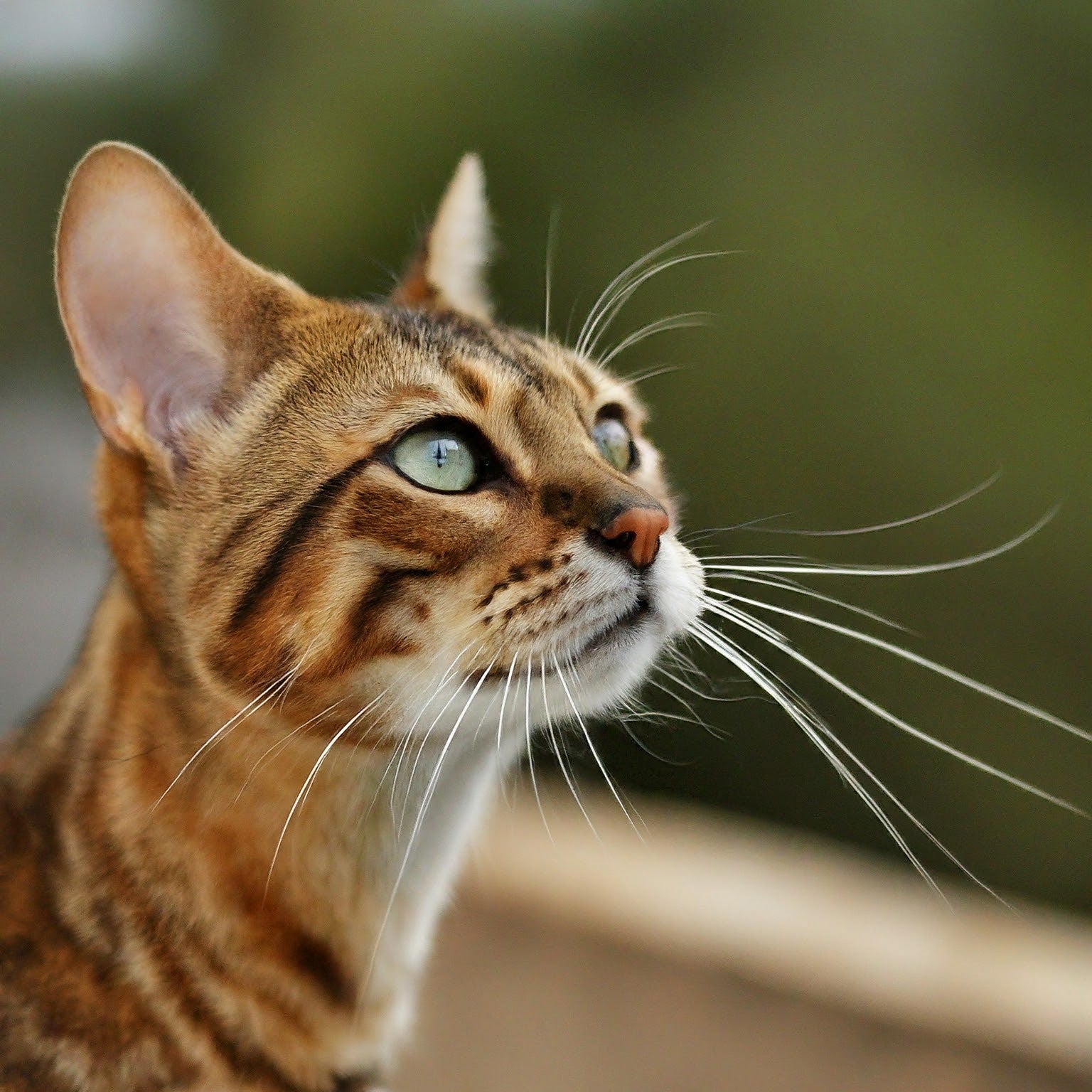 The Whisker Wonderland: Unraveling the Secrets of Your Cat's Sensory Superpowers - PawGeni