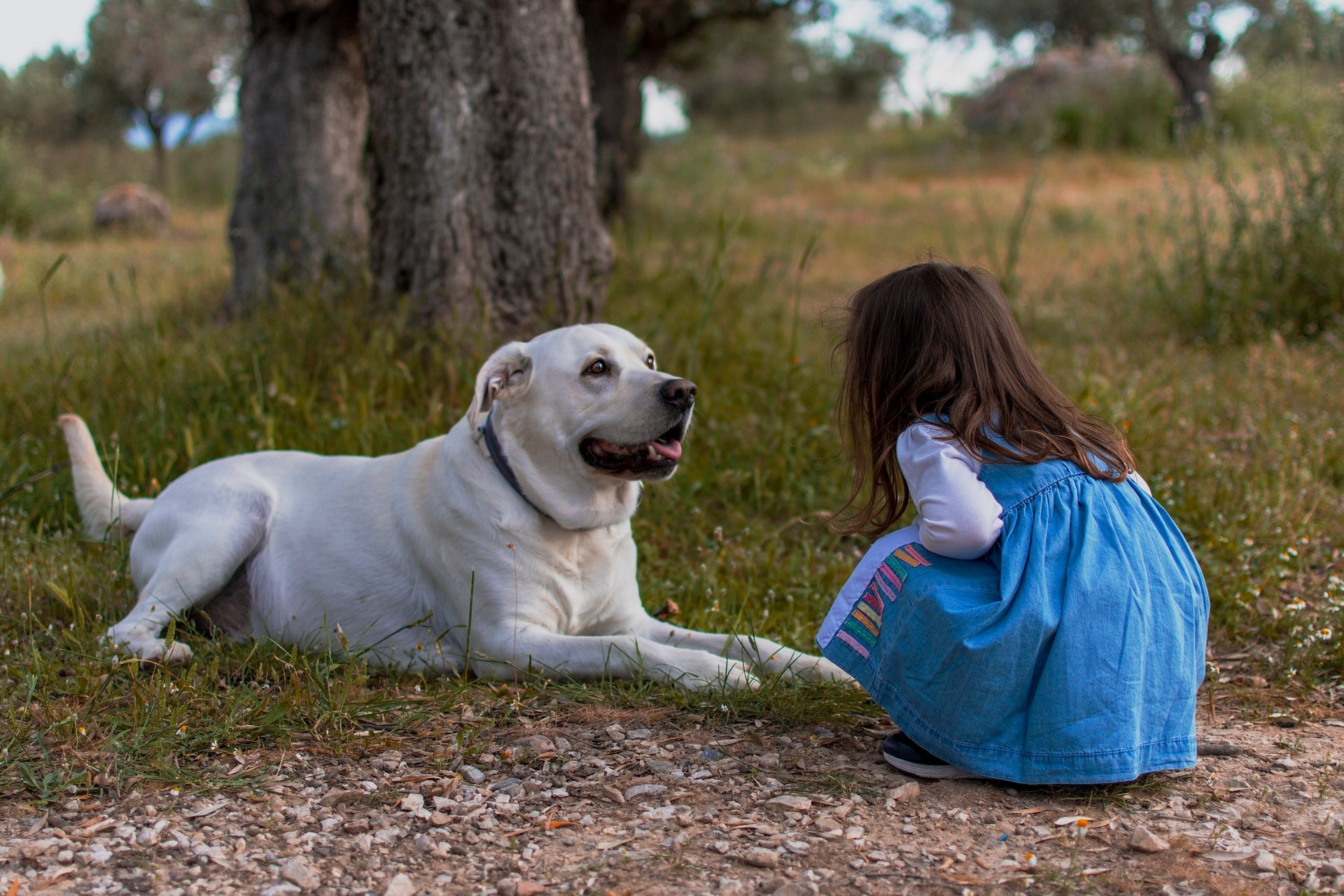 Unlock the Secret to a Happy Pet: Strengthening Family Bonds - PawGeni