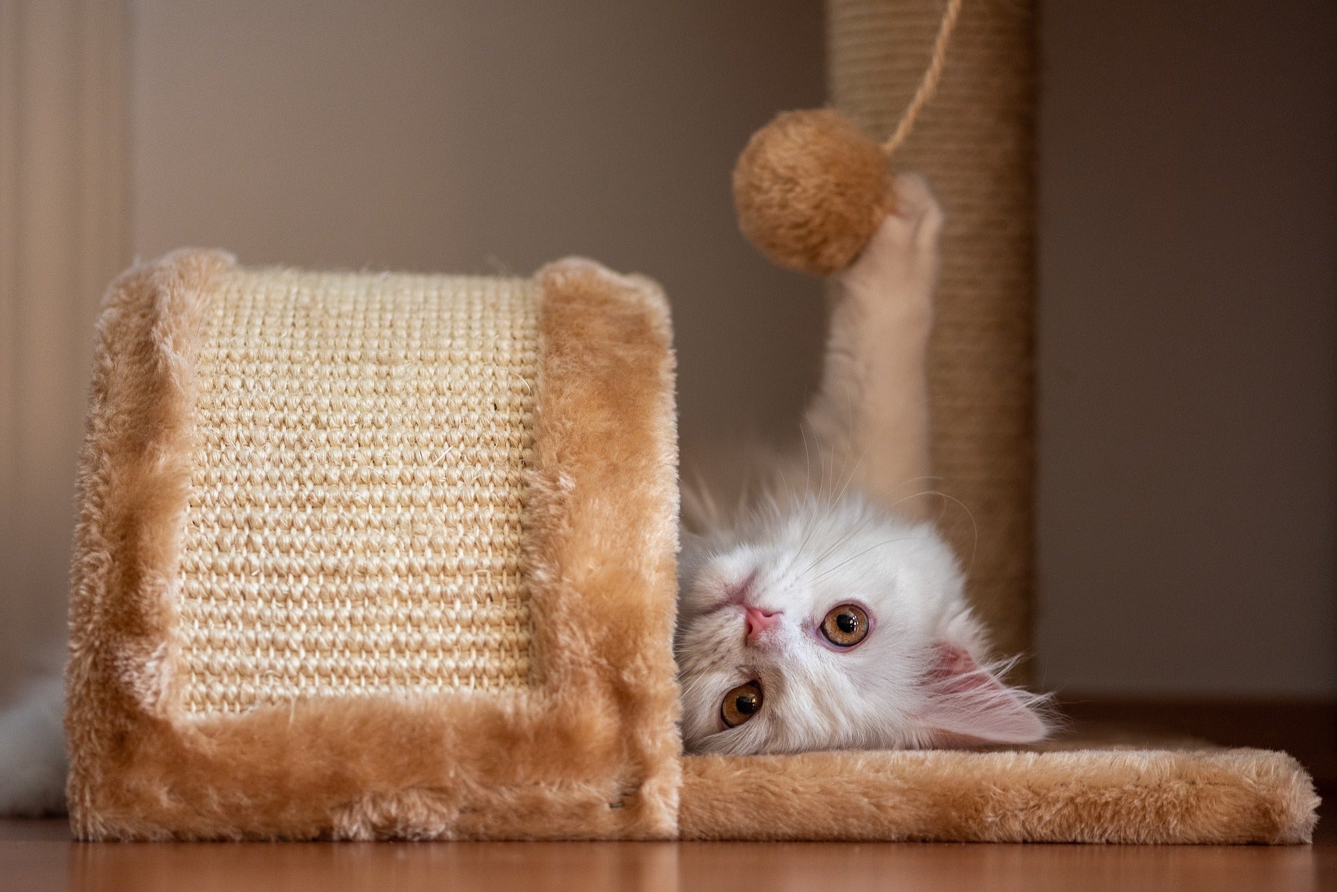 Unlocking the Secret: How Pet Toys Boost Your Furry Friend's Health - PawGeni