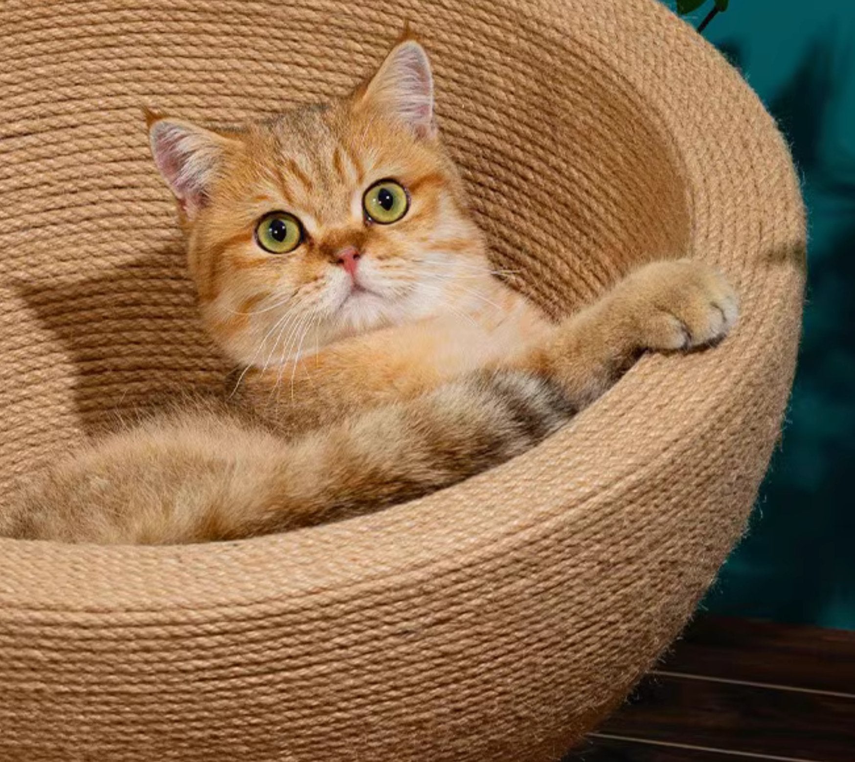 [Pre - order] All - Sisal Cat Bed - PawGeni